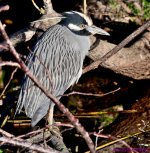 DSC_9164_001.JPG