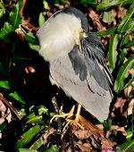 DSC_9171_001.JPG
