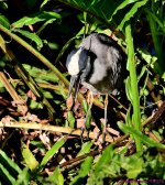 DSC_9181_001.JPG