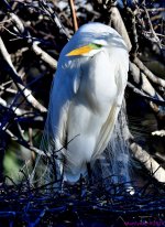 DSC_9238_001.JPG