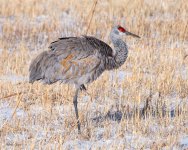 SandhillColdMorning-552.jpg