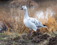 SnowGooseGround-552.jpg
