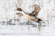 PintailTakeoff-552.jpg