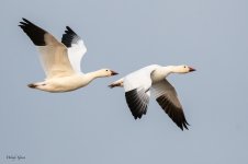 SnowGoosePairFlight-552.jpg
