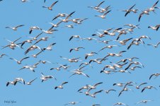 SnowGooseFlock-552.jpg