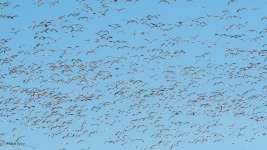 SnowGooseFlock-553.jpg