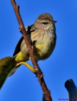 DSC_9299_001.JPG