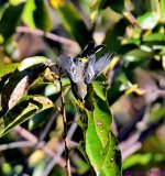 DSC_9313_001.JPG