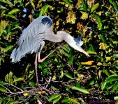 DSC_9340_001.JPG