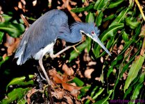 DSC_9352_001.JPG