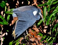 DSC_9365_001.JPG