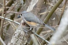 TitmouseFeast sm.jpg