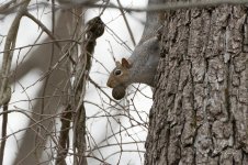 squirrel sm.jpg
