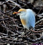 DSC_9491_001.JPG