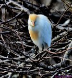 DSC_9494_001.JPG