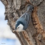 WBNuthatch-552.jpg