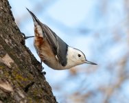 WBNuthatch-553.jpg
