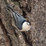 WBNuthatch-554.jpg