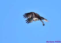 DSC_9659_001.JPG