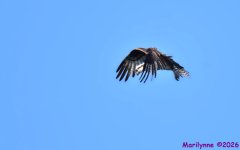 DSC_9662_001.JPG