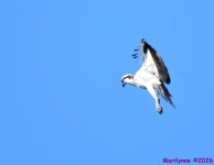 DSC_9673_001.JPG
