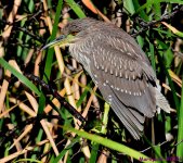 DSC_9679_001.JPG