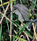 DSC_9697_001.JPG