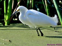 DSC_9700_001.JPG