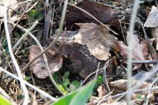 AmericanToad sm.jpg