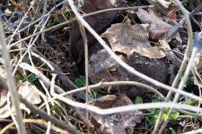 AmericanToad 02 sm.jpg