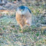 CoopersEyes-552.jpg
