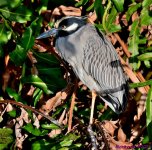 DSC_9849_001.JPG