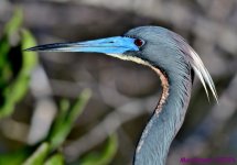 DSC_9860_001.JPG