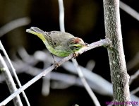 DSC_9981_001.JPG