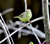 DSC_9984_001.JPG