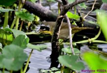 DSC_9986_001.JPG