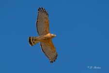DSC_9463-2.jpg