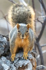 Squirell-560.jpg
