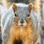 Squirell-561.jpg