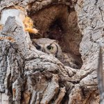 OwlMom-560.jpg