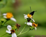 DSC_0066_001.JPG