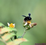 DSC_0077_001.JPG