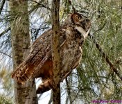 DSC_0163_001.JPG