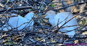 DSC_0245_001.JPG