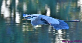 DSC_0250_001.JPG