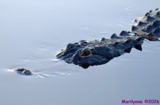 DSC_0263_001.JPG