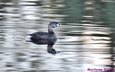 DSC_0271_001.JPG