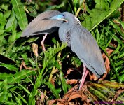 DSC_0295_001.JPG