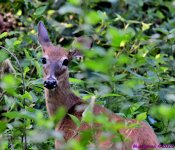 DSC_0311_001.JPG