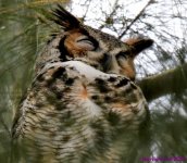 DSC_0398_001.JPG
